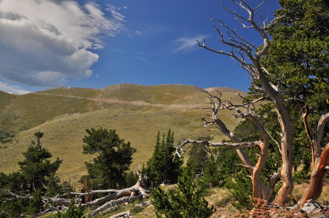A bristlecone pine